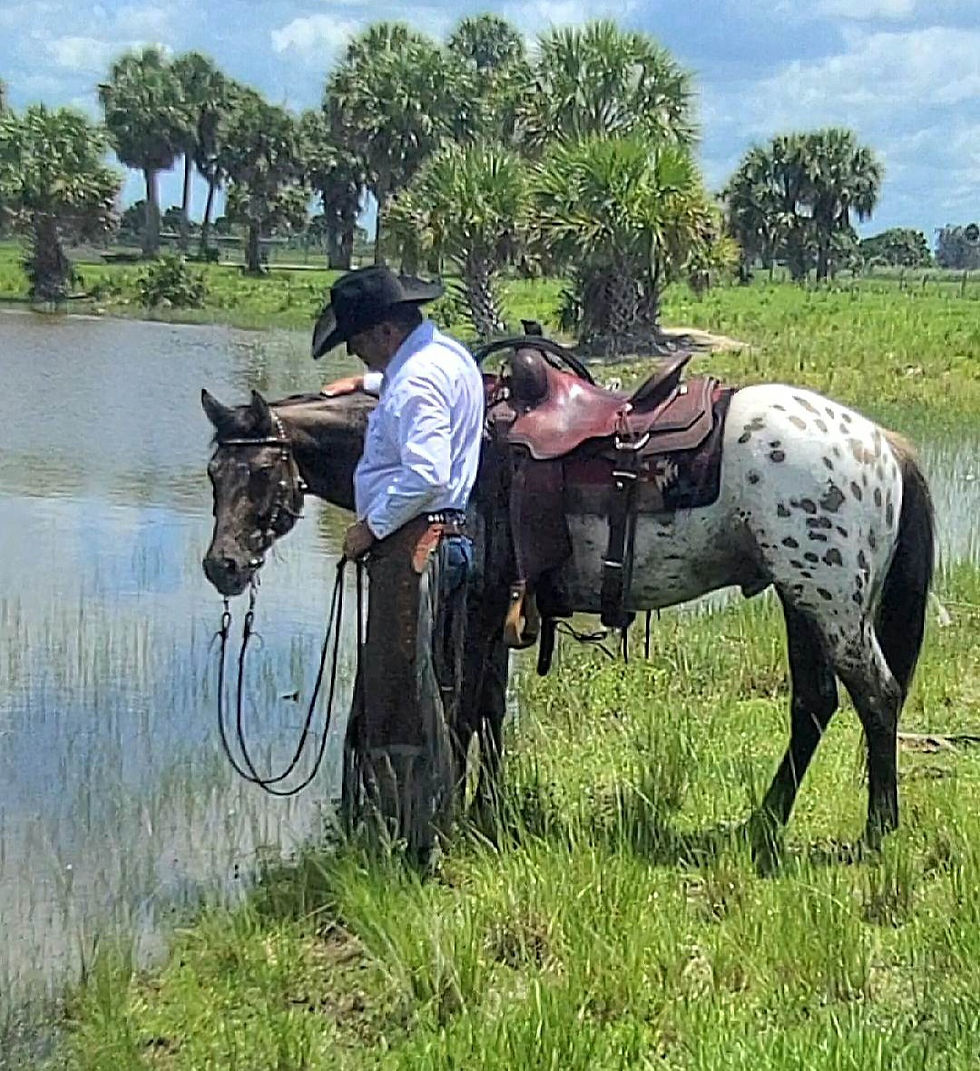 Horses For Sale Shining C Grulla Horses United States