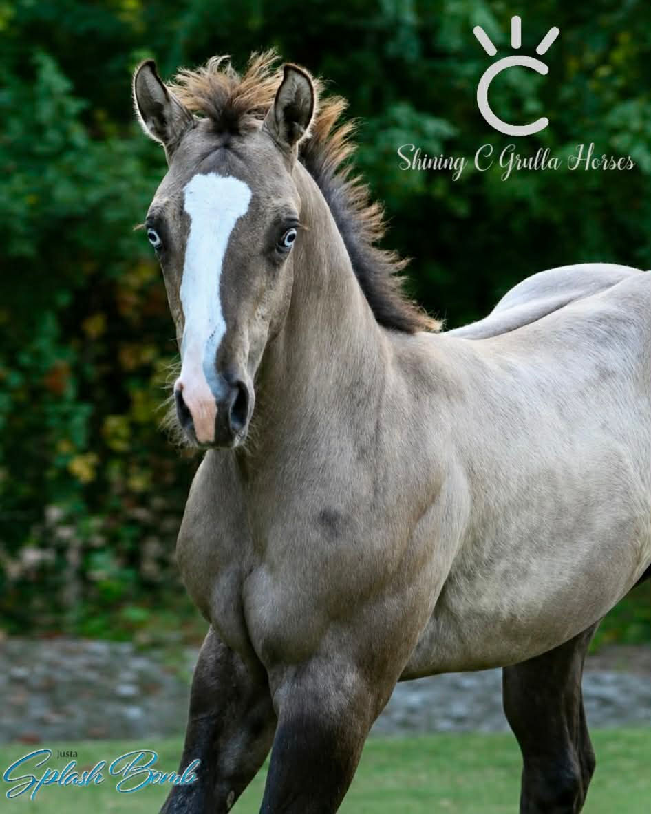 Justa Splash Bomb x Many Doves Colt