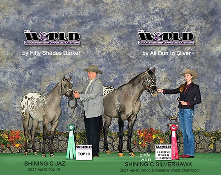 ApHC Grulla Horses For Sale