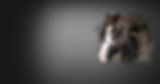 A-Splash-of-Silver-Page-BG.jpg