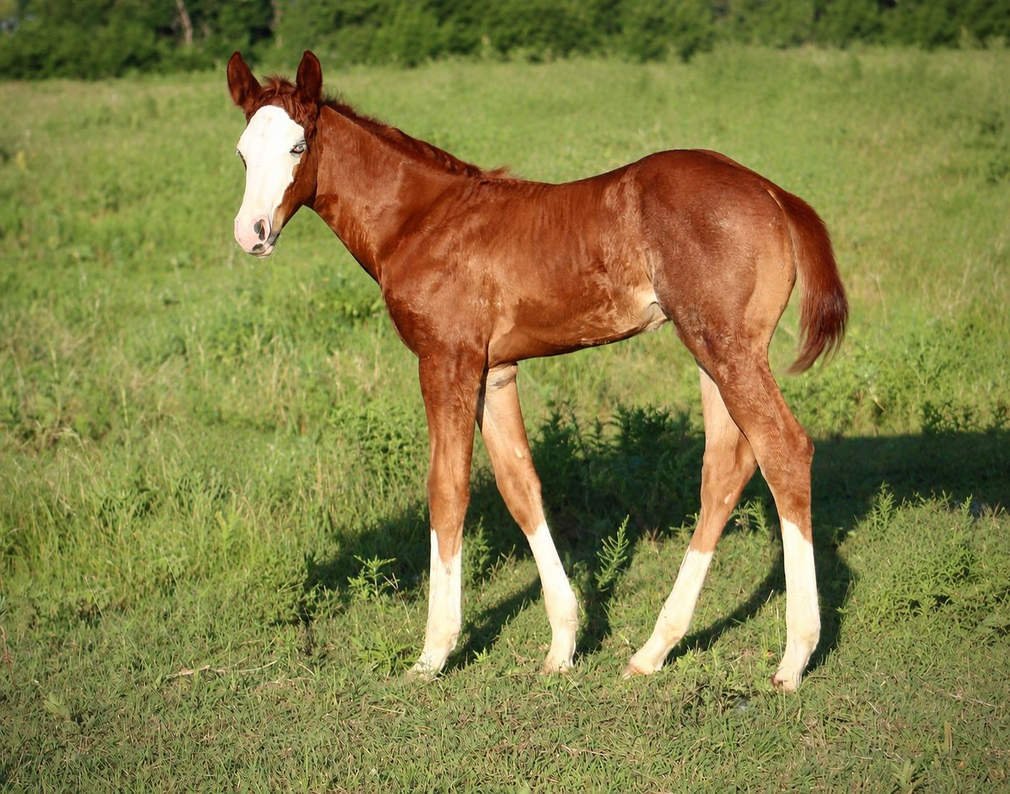 BLACK VOODOO DR x SCARLETT BLUE BAILEY COLT