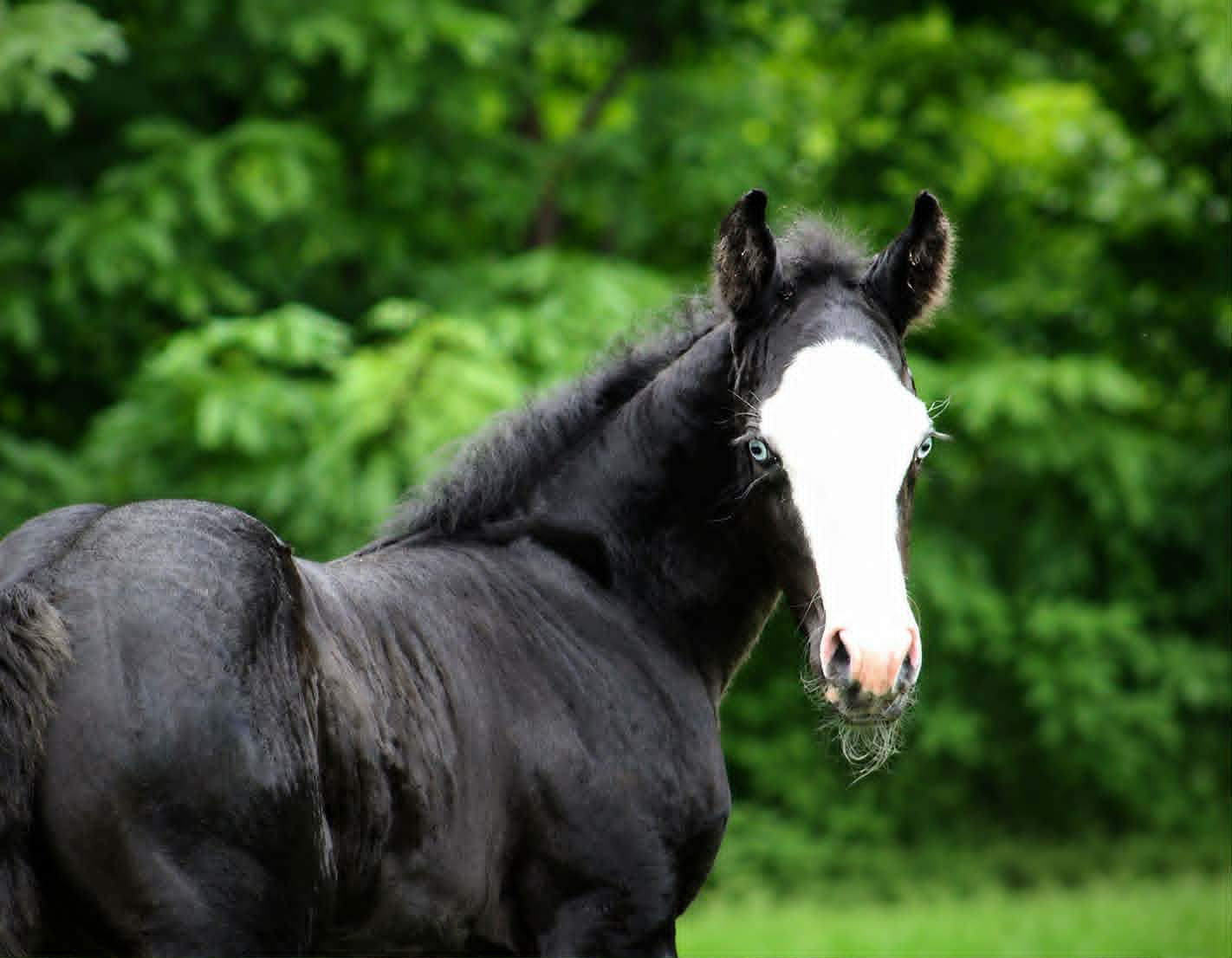 Black Voodoo Dr x Shadow Blast Whiz - 6/8/2026 AQHA black splash white filly