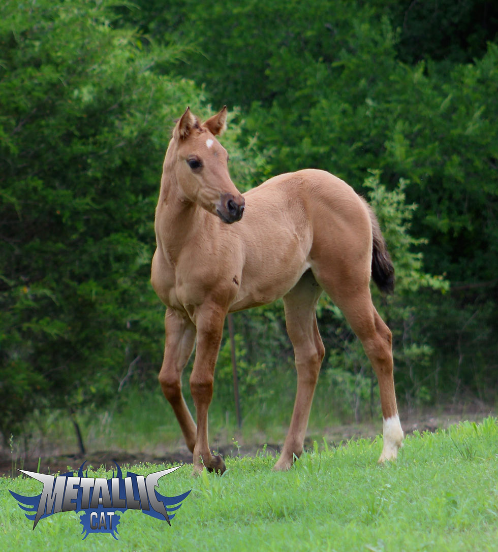 Miniature : METALLIC CAT x REINING IN DIAMONDS filly