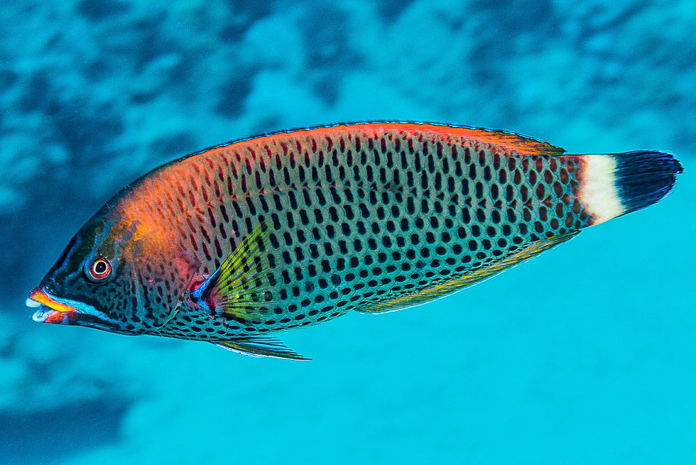 Thumbnail: Chiseltooth Wrasse ME juv