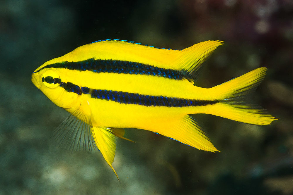 BLACK & GOLD CHROMIS (ME)