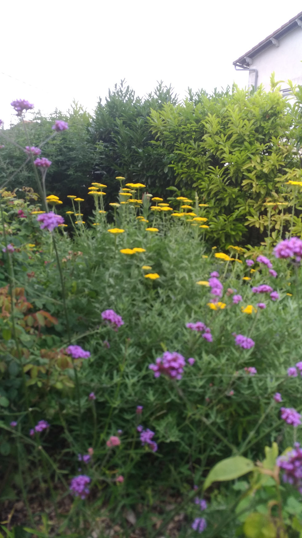 Fleurs