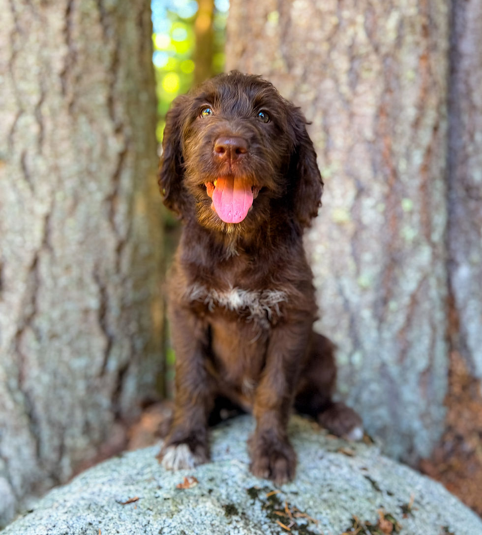 F1 Labradoodle Future Momma Lybbi