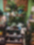 Image of plants sold by Succulent Señorita, who is a vendor at Oro Beauty Collective.
