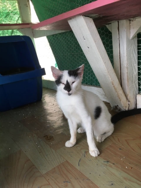 Aruba  - Community Cats & Dogs 