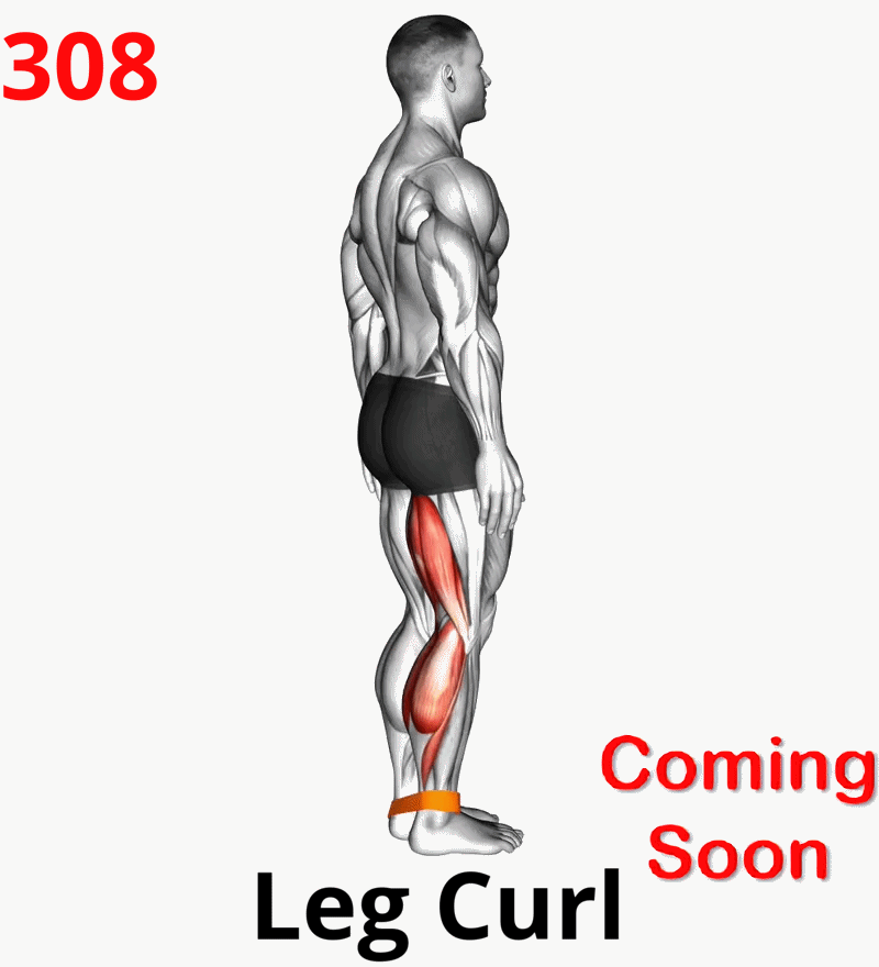 1.05-9 Triceps Extension-01A.gif