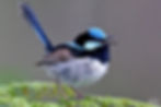 Fairy Wren