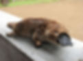 Platypus