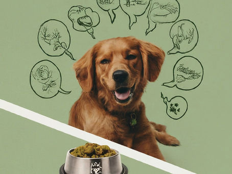 Myth-Busting: Can Dogs Really Thrive as Vegans?