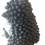 Miniaturbild: Igeli