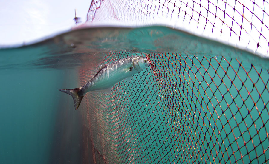 Still from Seaspiracy: A fish is swimming up to a net and gently touching it, the shot shows a glimpse of the fishing boat in the background