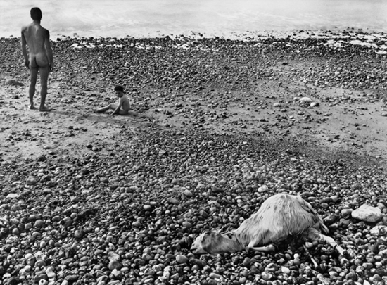 The photograph Ulysse, by Varda. A stony beach with a naked man facing away, with a naked child next to him. In the foreground, a dead goat lies on the ground, somewhat twisted.