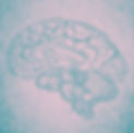 Brain%20Sketch_edited.jpg
