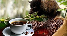 Coffee Plantation or Bali Agrotourism