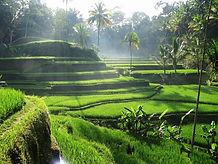 Ubud Tegalalang Rice Terrace
