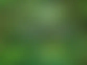 1W10 Wildnisbegegnungen: Im smaragdgrünen Dschungel