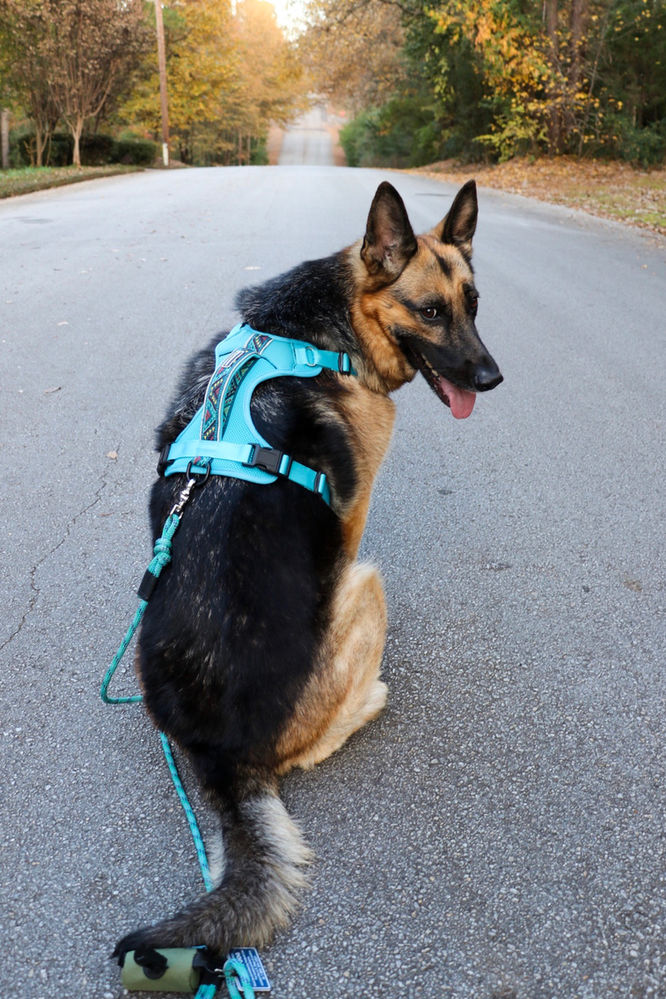 Wilderdog Harness Review