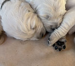 IMG_2292.jpeg