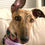 Thumbnail: Pet Portrait- Custom Order for BGK