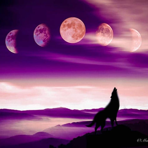 🌚 Cycle de Lune : Lundi 20 Juillet au Mardi 18 Août 🌝