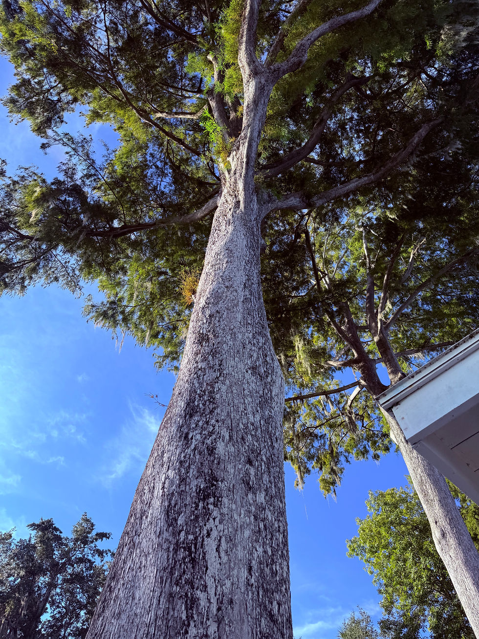 Cypress Tree growing close to roof, Winter Park Florida, Orange County