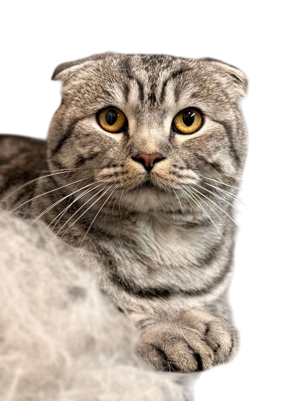 transparent-Photoroom (1).png