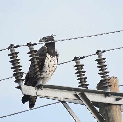 Martial Laikipia_edited.jpg