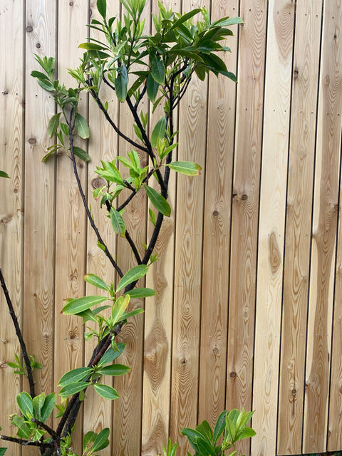 a plant growing up against a larch fence 