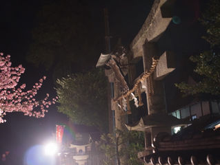 桜のライトアップをしました。