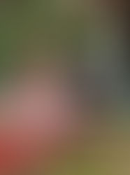 令和7年　野家守神社 例祭