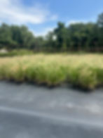 Cassian Fountain Grass