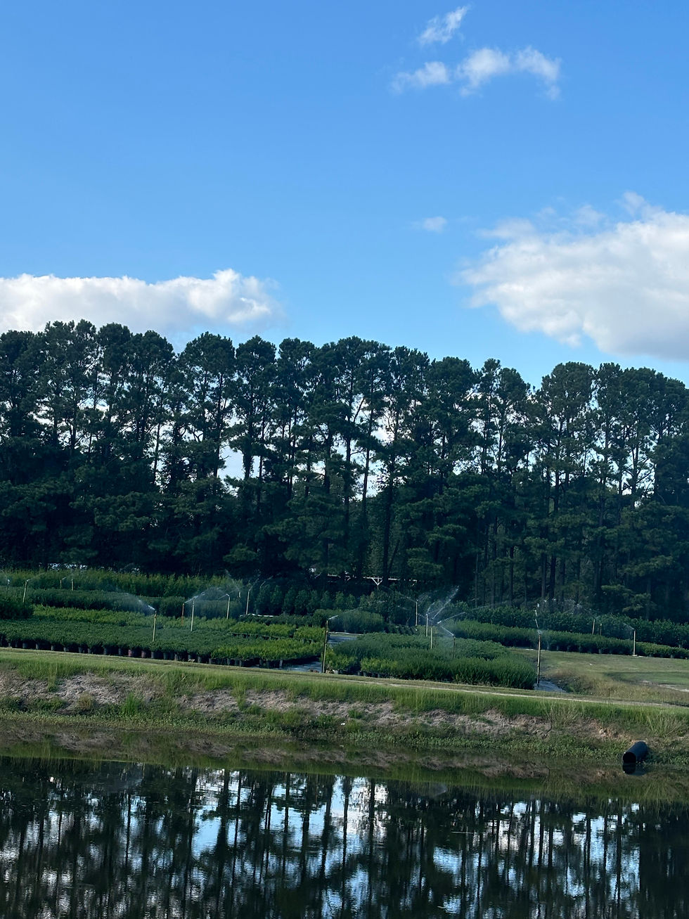 Stephenson's Nursery