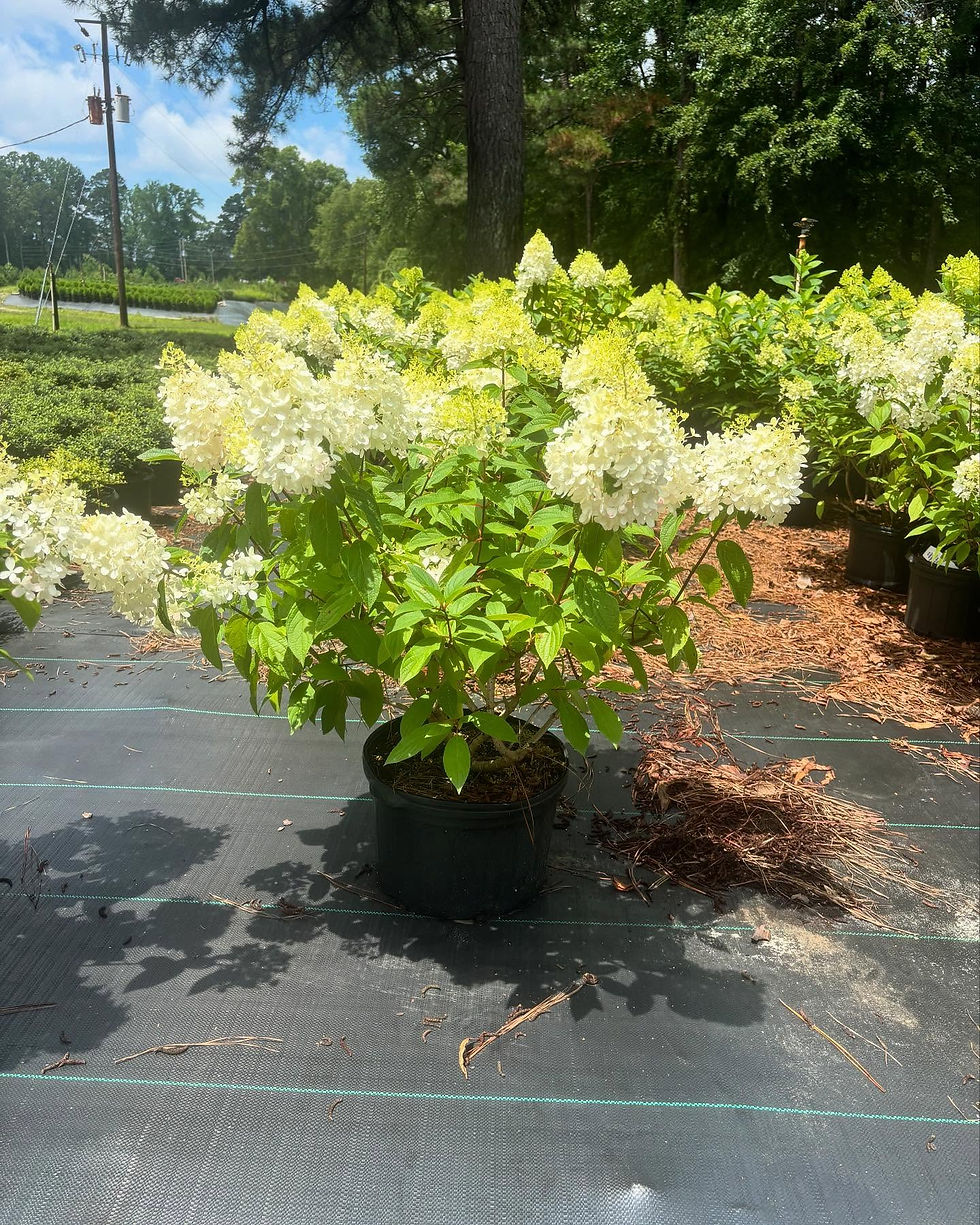 Sweet Starligth Hydrangea
