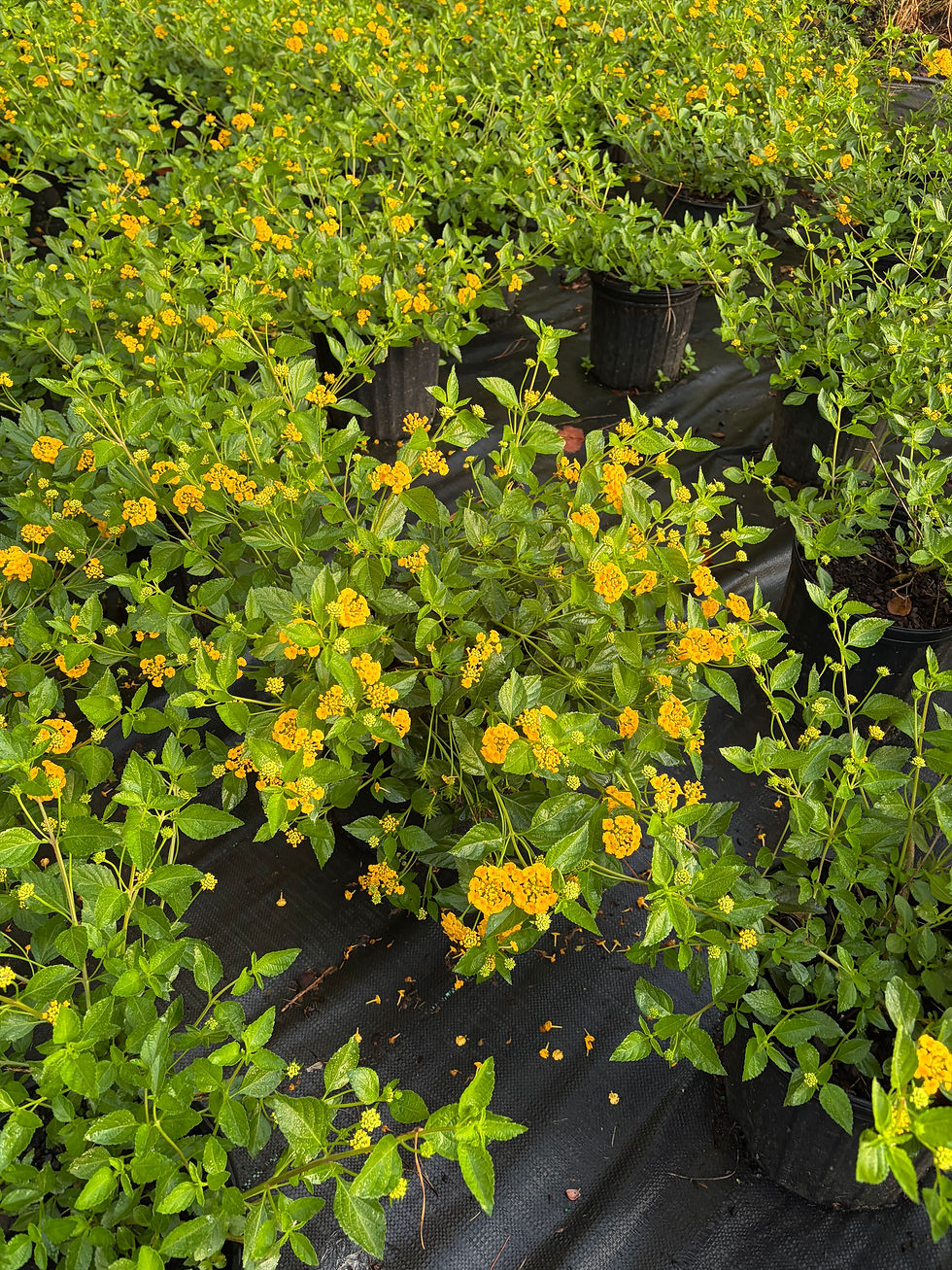 #2 New Gold Lantana