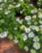 Wedding Gown Hydrangea