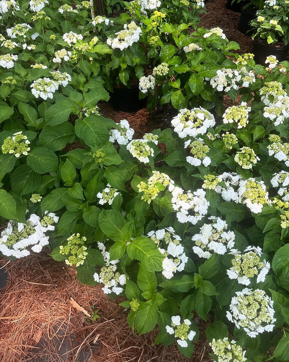 Wedding Gown Hydrangea
