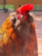 Our Rooster _Lucky_
