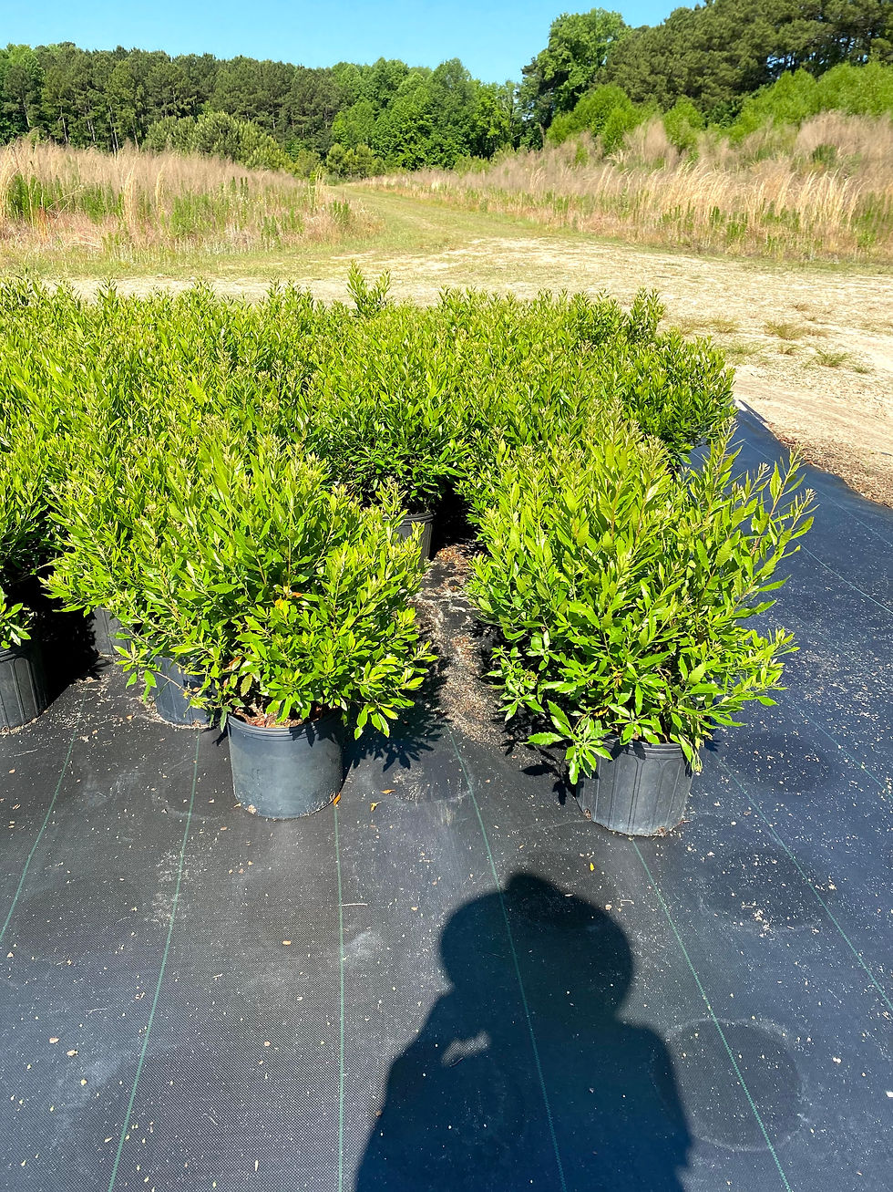 #3Wax Myrtle