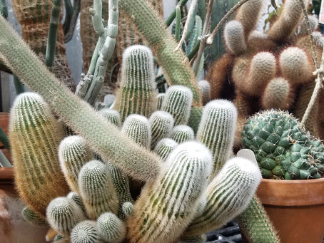 Plant Reproduction