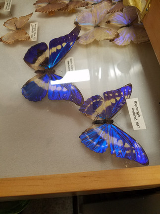 blue butterflies at entomology museum science field trip