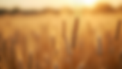What Makes Durum Wheat the Perfect Choice for Pasta