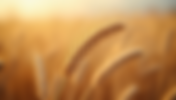 Understanding the Unique Qualities of Durum Wheat in Pasta
