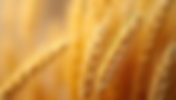 The Benefits of Durum Wheat Semolina Pasta