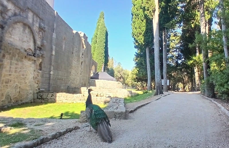 width_800.jpg