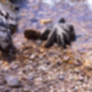 River's Edge.jpeg