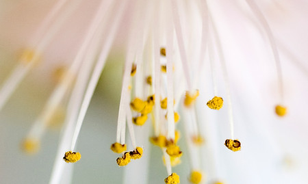 Floraison